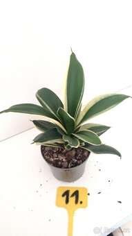Tchýnin jazyk Sansevieria - různé druhy - 11