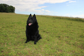 Šiperka s PP- nabízím krytí plnochrupým zdravým psem - 11
