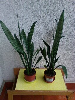 Pokojové květiny - 11