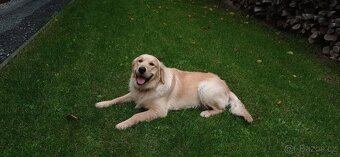 Krytí - zlatý retrívr - 11