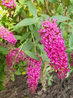 Motýlí keř, komule Davidova - 11