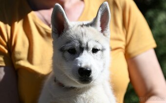 Sibírsky Husky s PP - 11