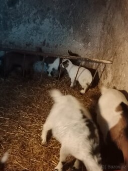 Kamerunská kůzlata - 11