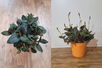 Pokojovky (Epipremnum, Hoya, Ludisia, Monstera, Orchidej) - 11