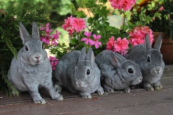 Zakrslý činčilový rex s rodokmenem - 11