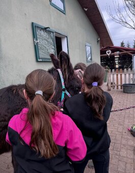 OSEL OSLÍK OSLÍČEK - 11