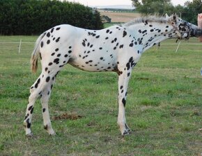 Appaloosa hřebec - připouštění - 11