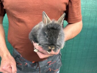 🐰🐰zakrslý králík 1x samec 1x samička - 11