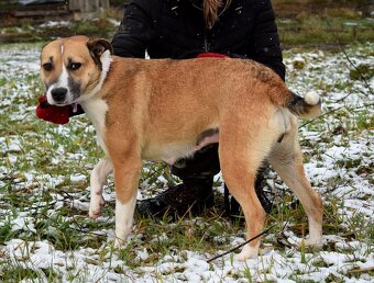 FLAVIA K ADOPCI - 2 ROKY, USMĚVAVÁ, KAMARÁDSKÁ - 11