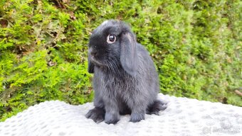 Zakrslý beránek, králíček, králík - ELLA - 11