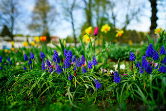 Objektiv Zeiss Distagon 24mm f/2 ZA SSM (SAL-24F20Z) - 11