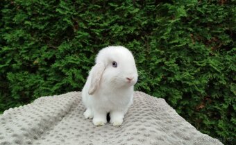 Zakrslý beránek, králíček, králík - NOAH - 11