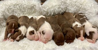 Americký pitbull teriér s PP - 11