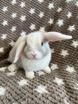 Mini Lop - beránek - 11