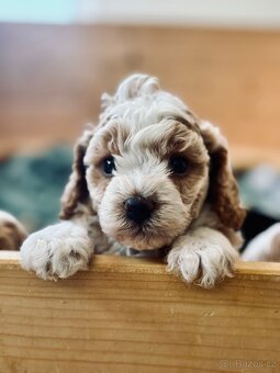 🐶 CAVAPOOCHON ŠTĚŇÁTKA – PRVNÍ VRH NAŠICH RODINNÝCH MAZLÍKŮ - 11