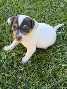 Jack Russell teriér - 11