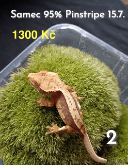 Pagekon Řasnatý - 11