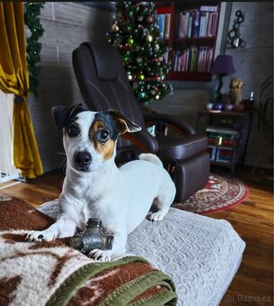 Jack Russell terier - 11