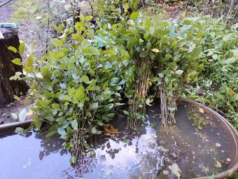 Habr na živé ploty. - 11