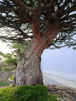 Borovice lesní bonsai - 11