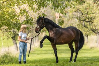 Prodej sportovního koně - 11