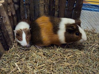 Morčata/morče-holka 2 - 11