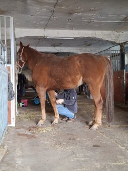 Appa valach nar.2017 s QH linií - 11
