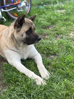 Americká akita - 11