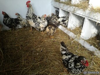 VLASKA EXCHEQUER loňští kohoutci - 11