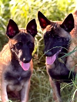 BELGICKÝ OVČÁK MALINOIS - ŠTĚŇATA S PP - 11