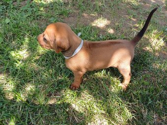 Rhodéský ridgeback - 11
