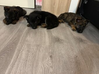 Německý ovčák - 11