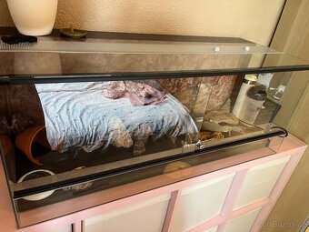Terarium s gekoncikem - 11