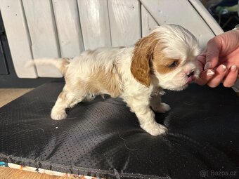 Kavalir King Charles spaniel - 11