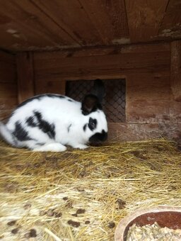 Králíci samice i samci německý obrovitý strakáči a křížencia - 11