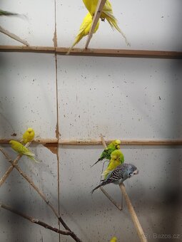 Andulky prodám - 11