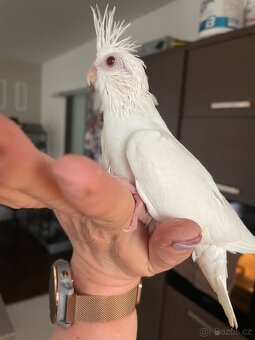 Ručně dokrmené korely Albino - 11
