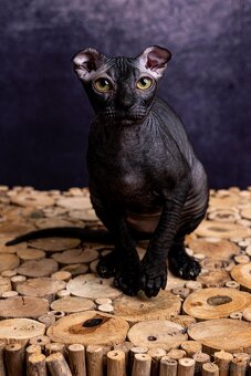 Koťata Donský Sphynx s PP - 11