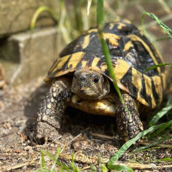 Suchozemská želva + vybavení k chovu - 11