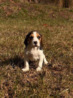 Bígl trikolor, štěňátko - 11