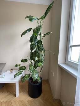 Dieffenbachie/Dieffenbachia (210cm) - 11