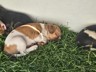 Jack Russel teriér - 11