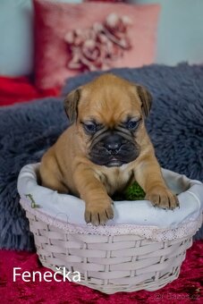 Štěňata francouzak + bordeaxska doga - 11