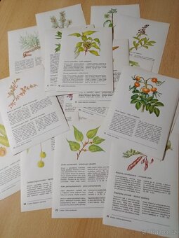 Naše zahrádka,Ovocnictví zelinářství,Škola ovocnáře - 11