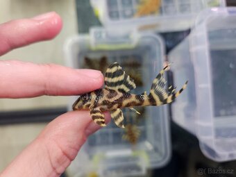 L 333 Gold line AAA - odchov - 11