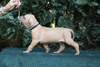 Rhodéský ridgeback  s PP posledni volné štěňatka..vrh E - 11