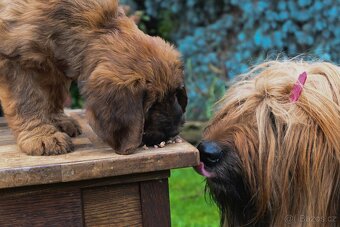 Briard plavý- štěňata, fenky - 11