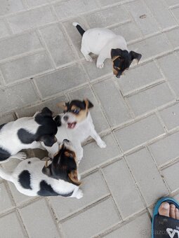 Jack Russell teriér - 11