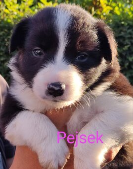 Border kolie bez pp - 11