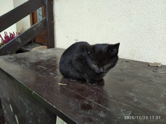 Koťátka - 11